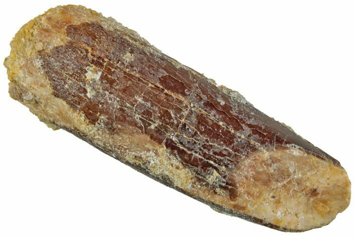 Fossil Sauropod Dinosaur (Titanosaur?) Tooth - Morocco #230665